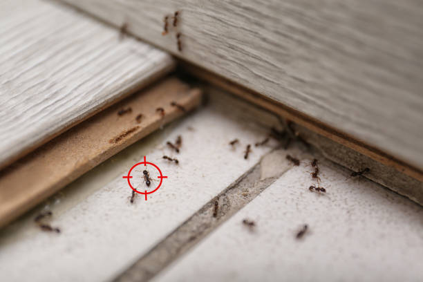 Best Best Pest Control Companies  in Prairie Ridge, WA