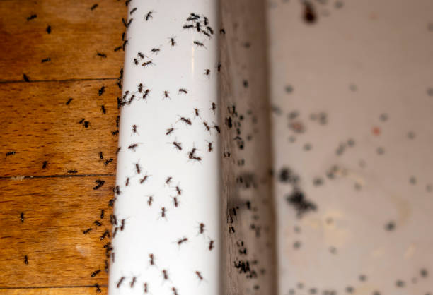 Best Affordable Pest Control Services  in Prairie Ridge, WA